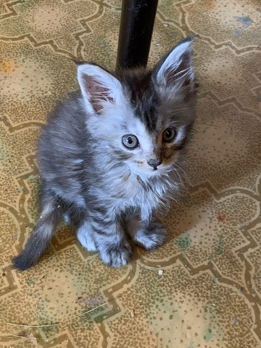 Котенята мейкунята