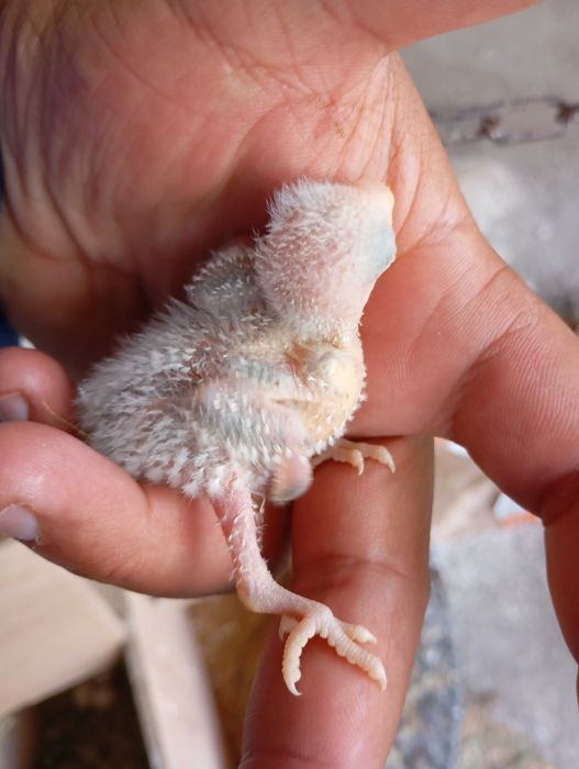 Vendo agapórnis bebé para cria a mão