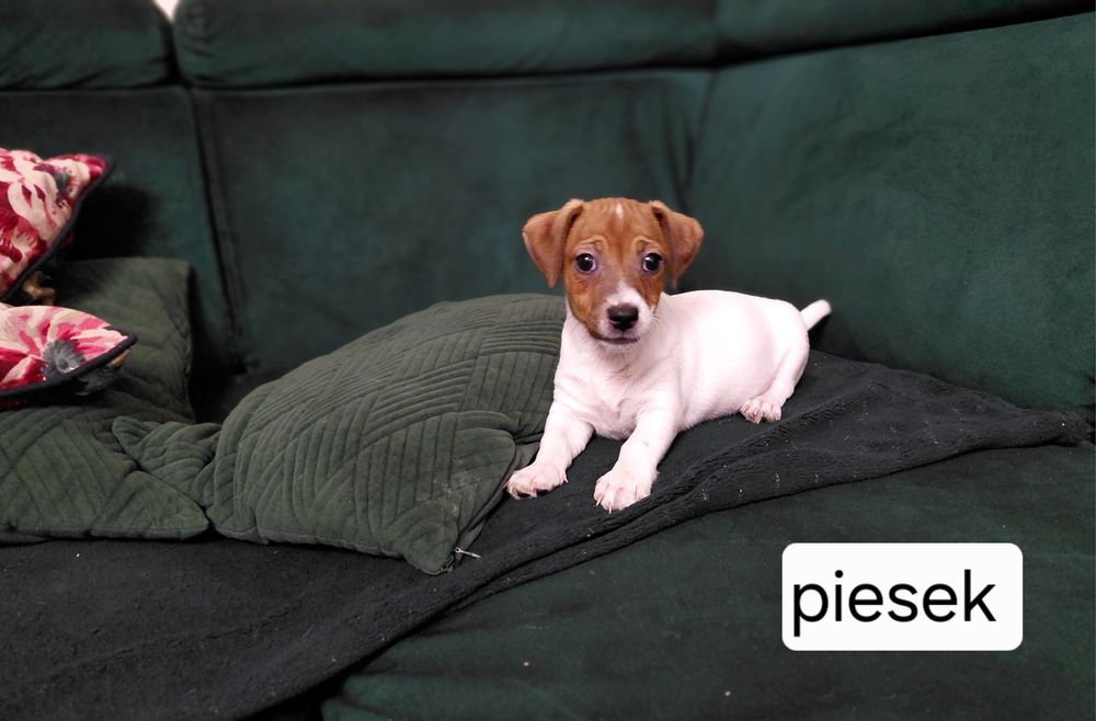 Jack Russel terrier