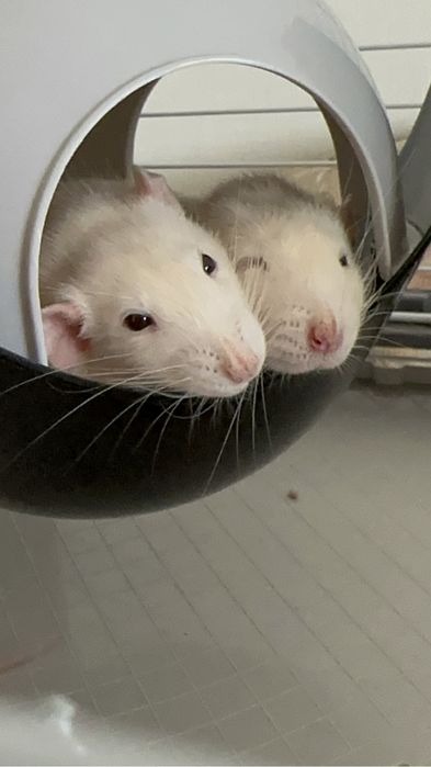 Спутнік для пацюків (гризунів). Будиночок/гамак для гризунів