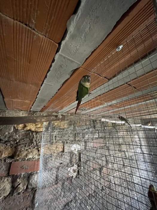 Ceder Pyrrhura macho