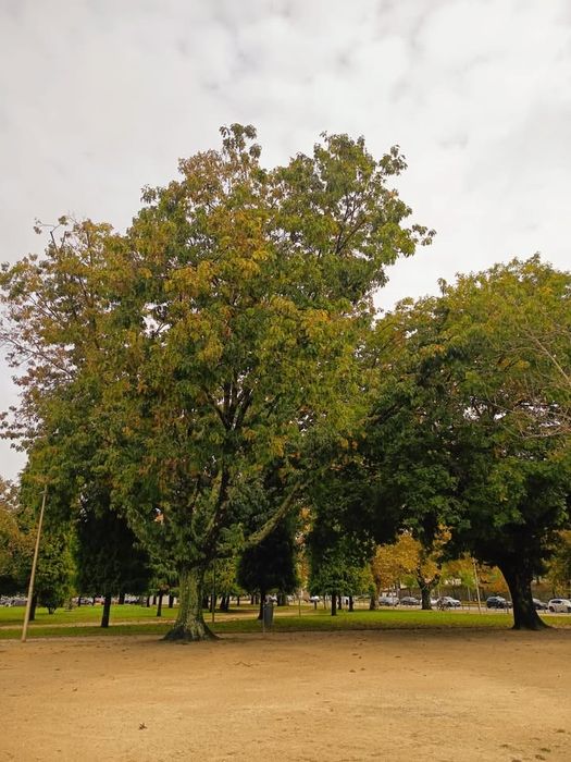 Apartamento T4 nas Antas - Praça Velasquez