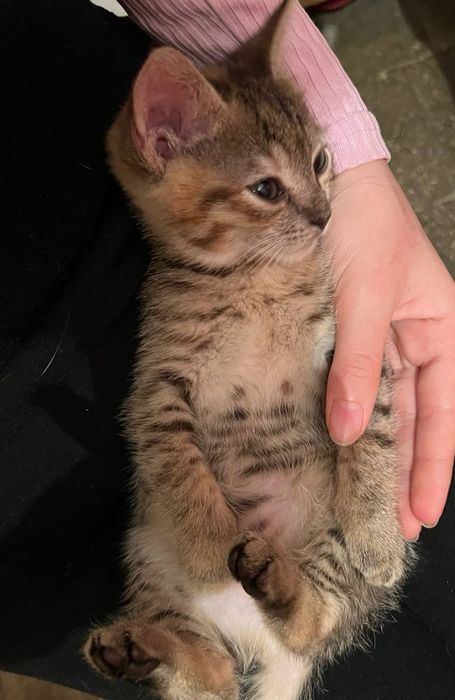 Кошеня СІМБА дівчинка 4 місяці