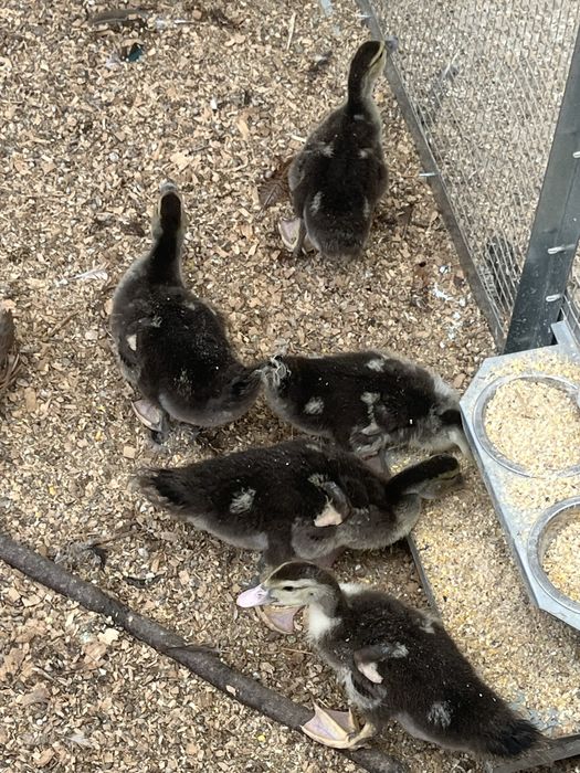 Patos mudos com 1mes