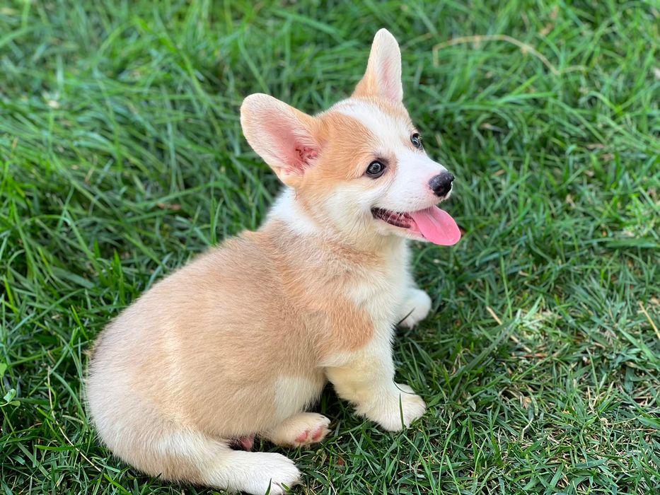 Cachorro Welsh Corgi Pembroke - Descendente de Campeões