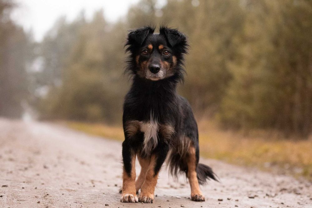 KENLY - pragnąca bliskości sunieczka o wiernych, bursztynowych oczkach