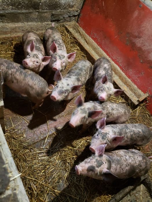 Поросята срочно мясо сальні