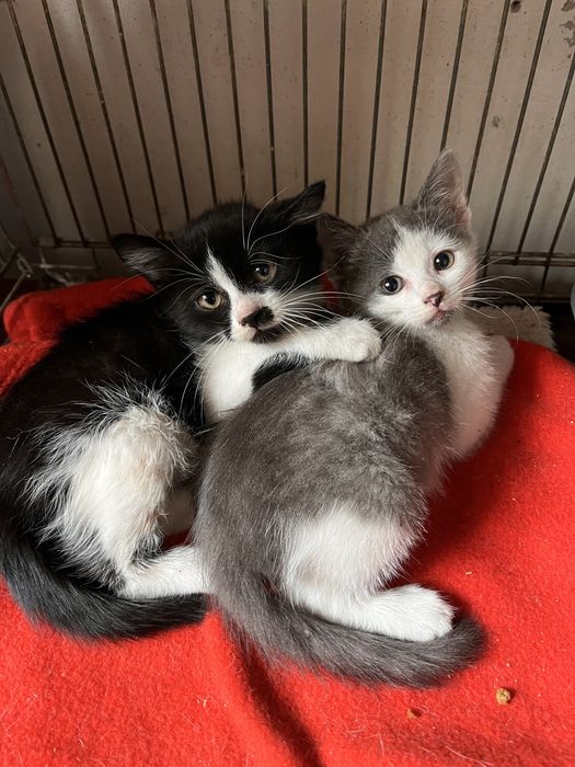 Котенок мальчик 2 месяца