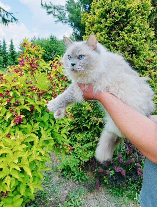Ragdoll kociak gotowy do odbioru