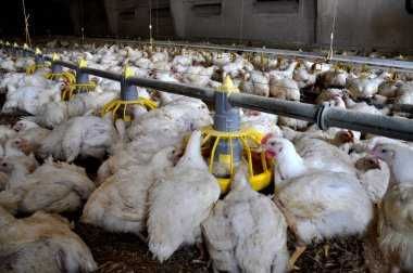 ІнкубацІйнІ яйця   АДЛЕР