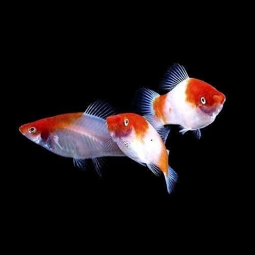 MISIEKZOO żyworódki - mieczyki koi , tricolor tylko 9 zł