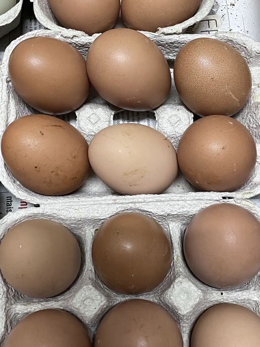 Ovos de galinha galados