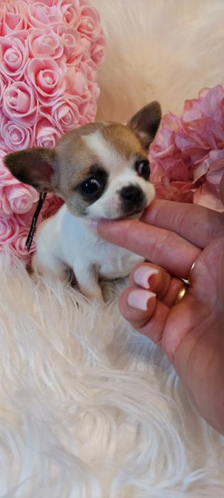 ZAREZERWOWANA !!! CUDNA Mini sunia Chihuahua