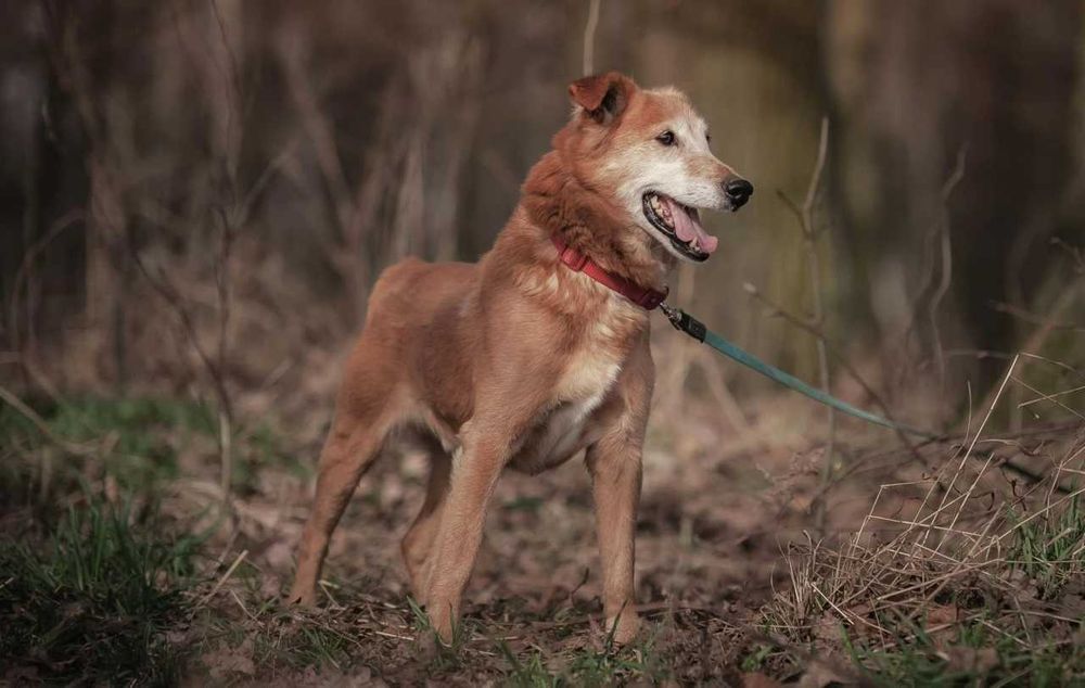 kontaktowy piękny pies Winnie do adopcji