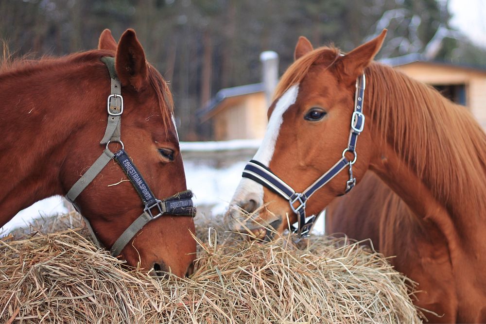 Boks angielski dla konia