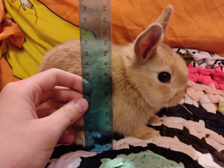 Декоративні кролики,голландські