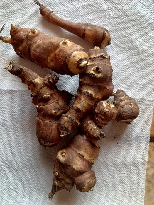 Topinambur - 1 kg bulwy sadzonki