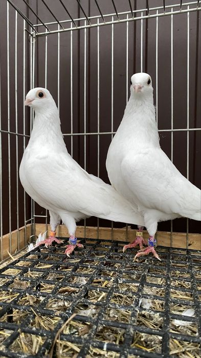 Cepele, ceple, cepelki