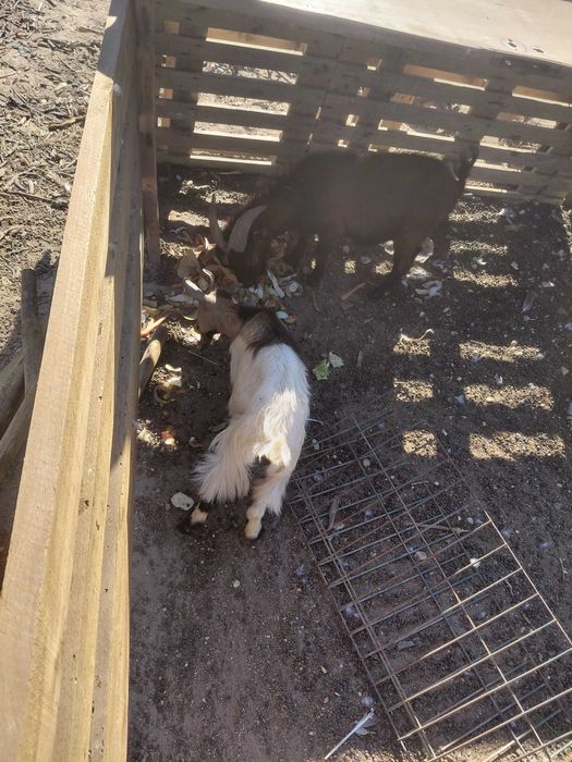 Cabras anas para ceder