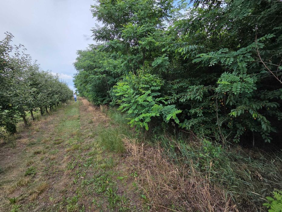 Dzialka rolna 12000 m² przy drodze asfsltowej wszystkie media - Widok 5