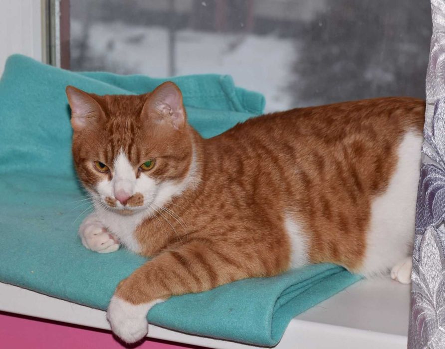 Рыжие котики в поиске любящей семьи!