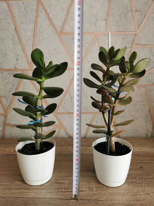 Grubosz (drzewko szczęścia) w doniczce 13 cm, wysokość 50 cm