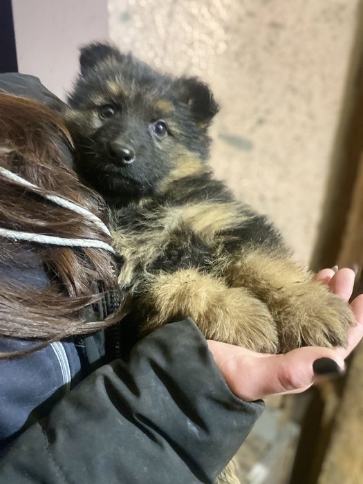 Вот такая красотка