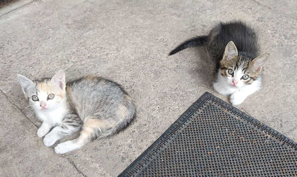 Шикарные Котята бесплатно