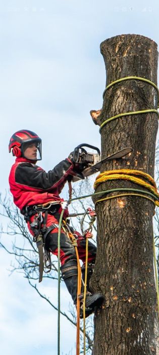 Przycinanie Żywopłotów, Pielęgnacja Ogrodów