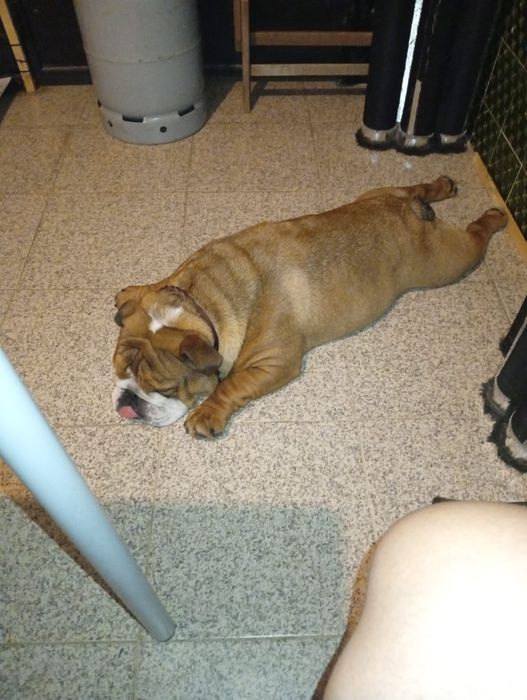 Bulldog inglês fantásticos