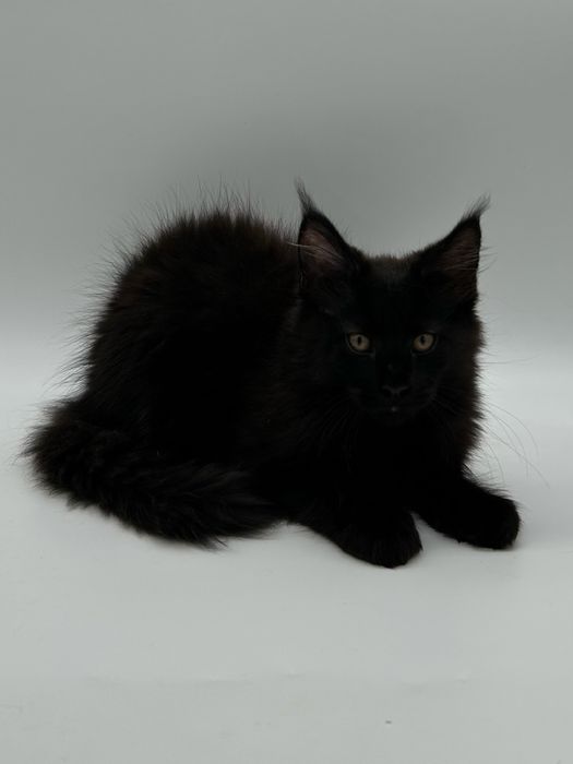 Мейн кун мальчик с документами