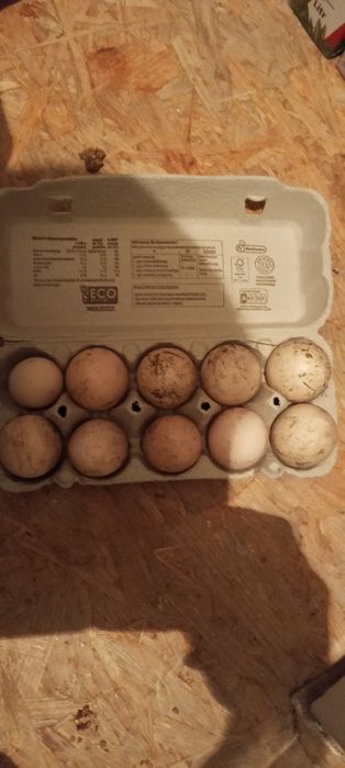 Sprzedam jajka kurze i kacze