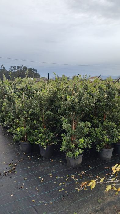 Plantas metrosideros