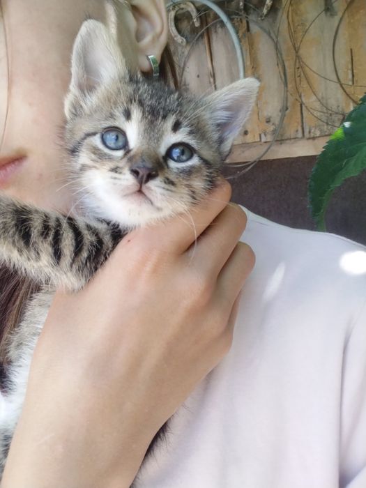 Кошеня дівчинку в добрі руки