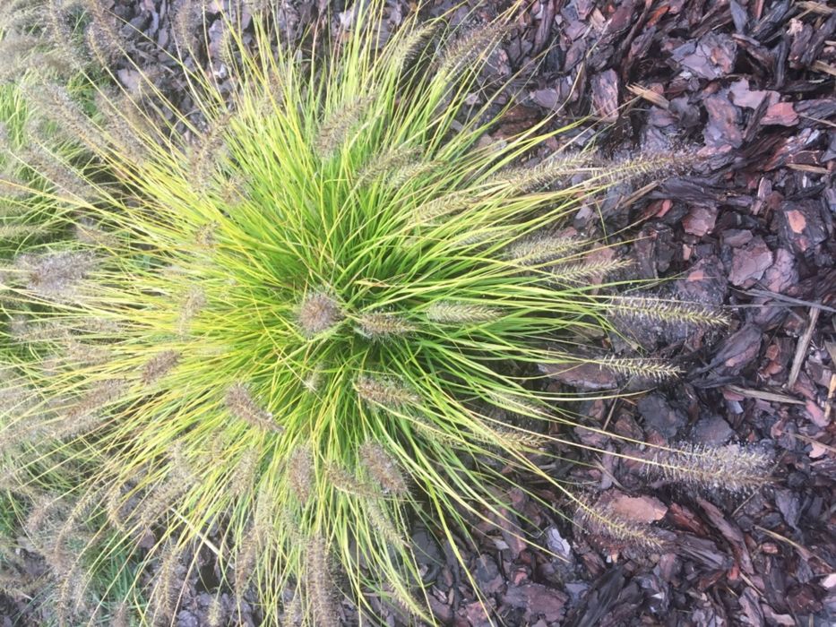 Rozplenica 25 odmian