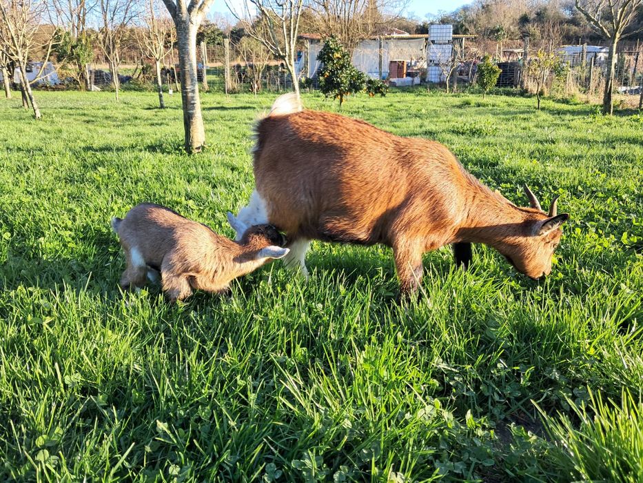 Casal de cabras anãs e filhote