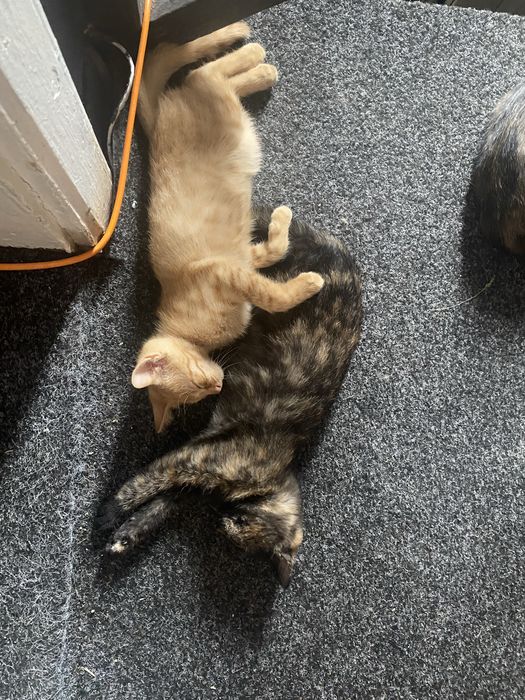 Кошенята шукають дім