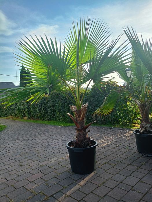 Palma Waszyngtonia Robusta – efektowna ozdoba domu i ogrodu!