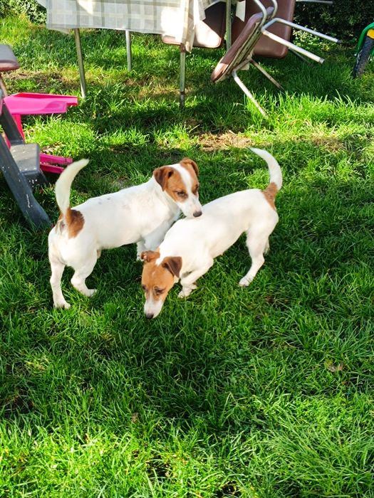 Jack Russell Terrier