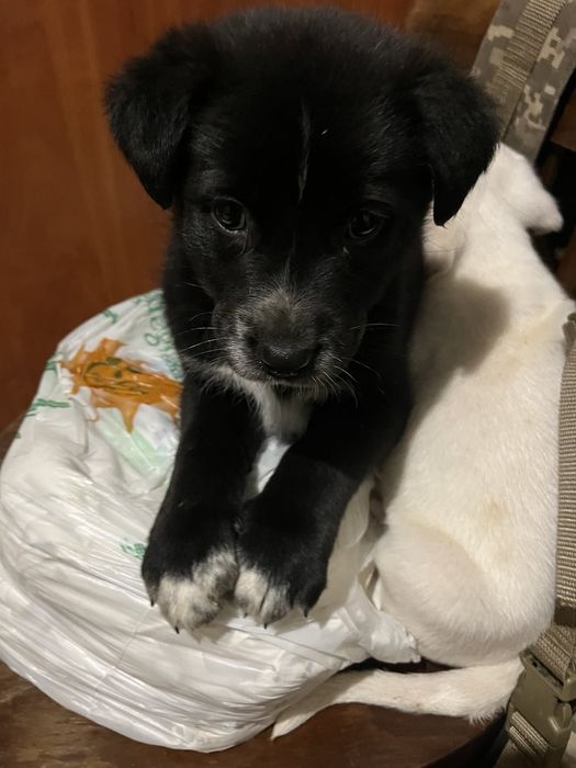 Подарую в хороші руки