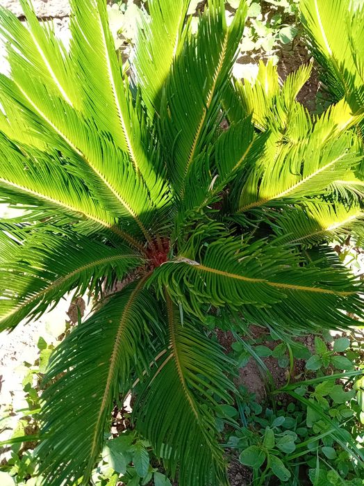 Cycas em vaso.      .
