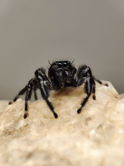 skakun Paraphidippus basalis