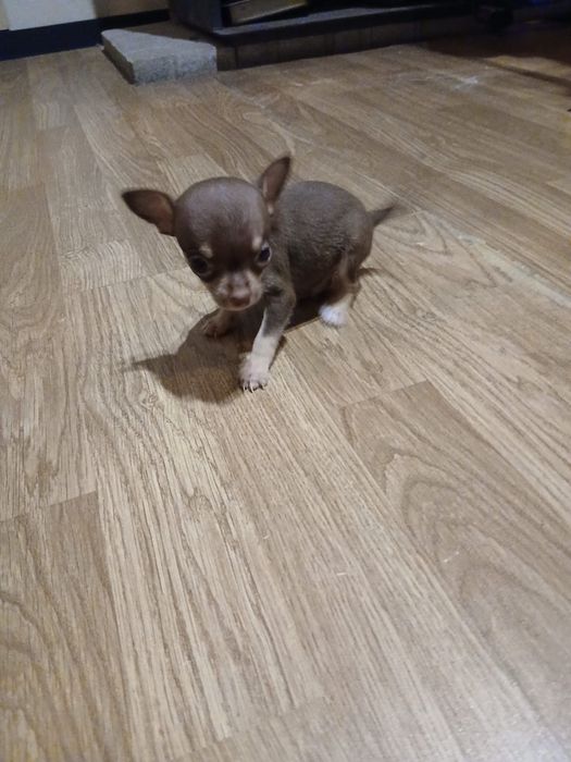 macho da raça Chihuahua, muito pequena cor chocolate