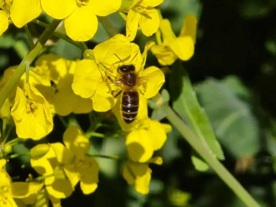 Miód wielokwiatowy z własnej pasieki.