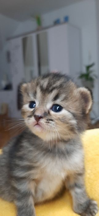 Віддамо чудових кошенят