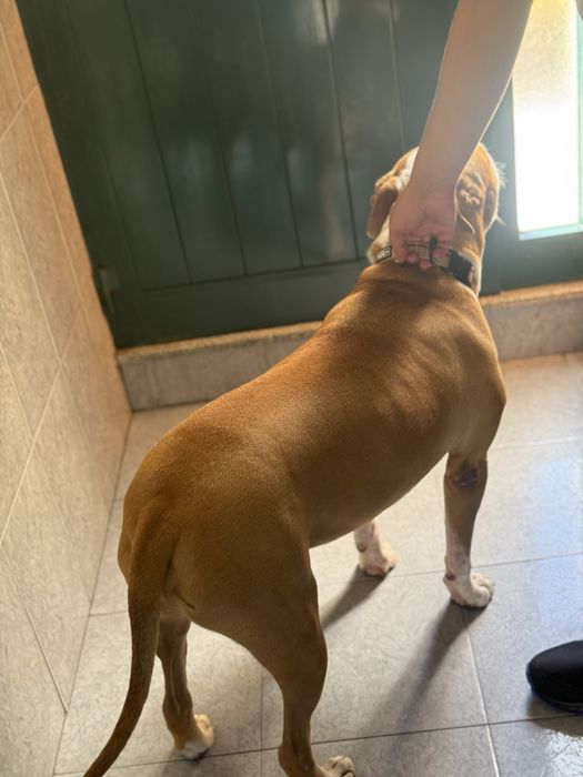 American staff terrier