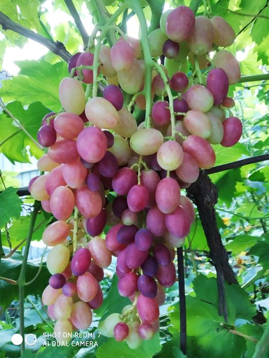 Продам саженцы винограда и чубуки
