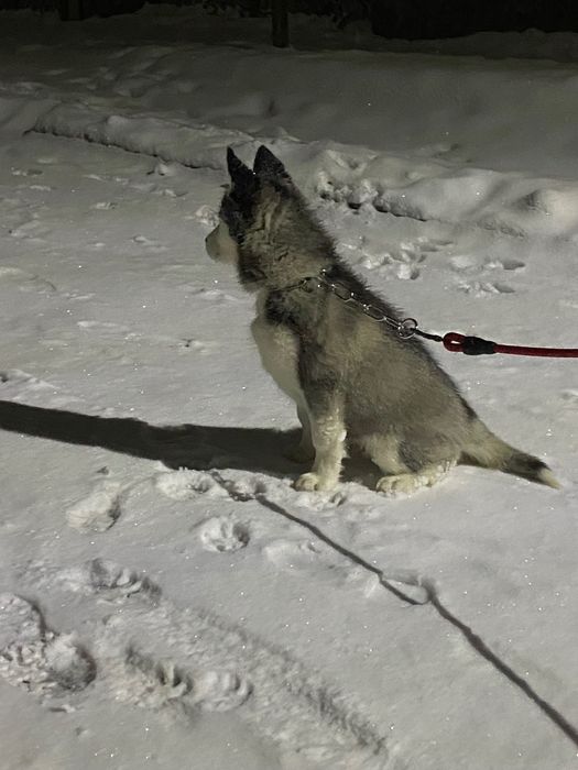 Цуценя Хаскі дівчинка