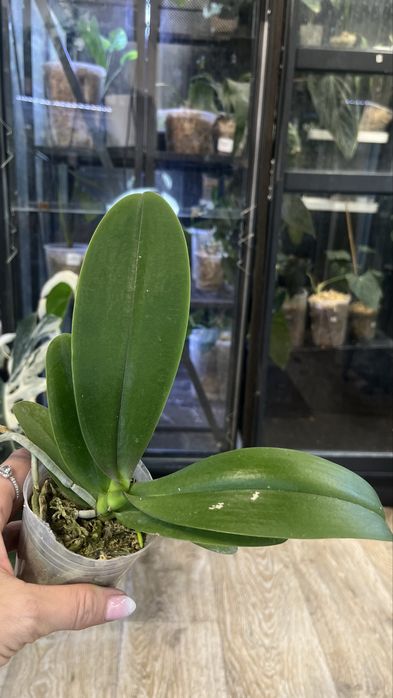 Phalaenopsis Miki Bad Boy / storczyk