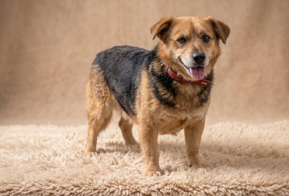 DUDUŚ -  mały, fajny piesek